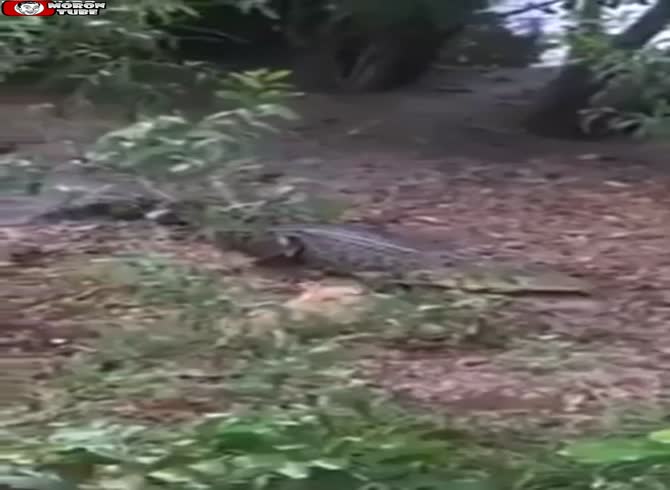 Video :Allowing a large crocodile to be attacked by your dog Not a really smart concept